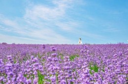 (동대구출발)KTX - 정읍 허브원 라벤더꽃 & 담양죽녹원 & 메타세콰이어 여행(당일)