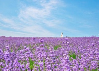 (동대구출발)KTX - 정읍 허브원 라벤더꽃 & 담양죽녹원 & 메타세콰이어 여행(당일)