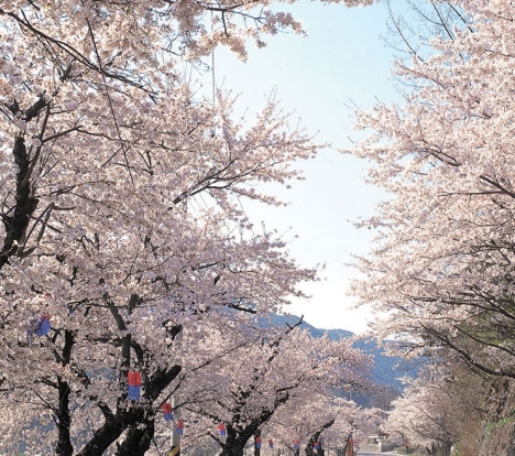 [KTX] 하동십리벚꽃길 & 남원 봄맞이 기차여행 (당일)