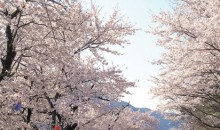 [KTX] 하동십리벚꽃길 & 남원 봄맞이 기차여행 (당일)