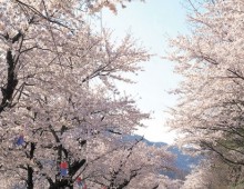 [KTX] 하동십리벚꽃길 & 남원 봄맞이 기차여행 (당일)