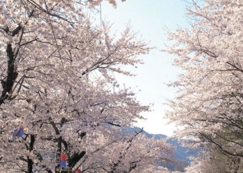 [KTX] 하동십리벚꽃길 & 남원 봄맞이 기차여행 (당일)