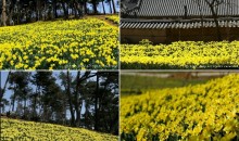 서산 수선화 & 개심사 벚꽃ㆍ해미읍성 기차여행(당일)