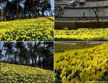 서산 수선화 & 개심사 벚꽃ㆍ해미읍성 기차여행(당일)