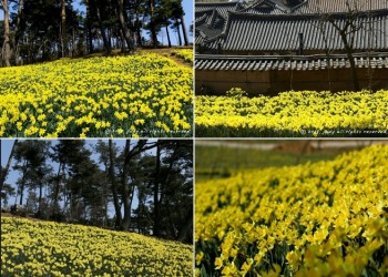 서산 수선화 & 개심사 벚꽃ㆍ해미읍성 기차여행(당일)