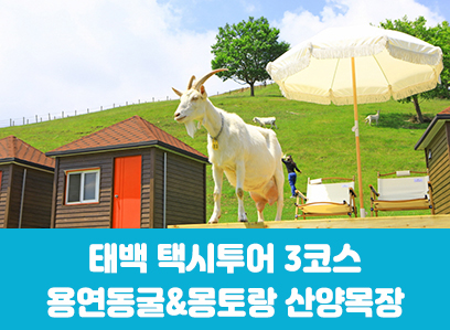 [태백택시투어 3코스]용연동굴&몽토랑 산양목장(당일)
