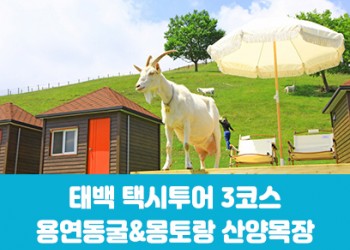 [태백택시투어 3코스]용연동굴&몽토랑 산양목장(당일)