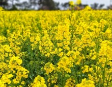 ♥봄축제♥[KTX-당일] 봄을 알리는 섬진강 광양 매화+전주한옥마을