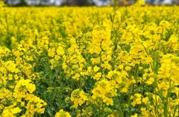 ♥봄축제♥[KTX-당일] 봄을 알리는 섬진강 광양 매화+전주한옥마을