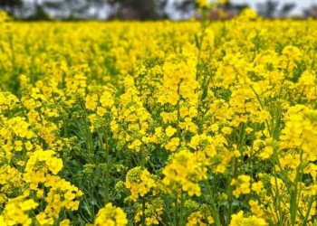 ♥봄축제♥[KTX-당일] 봄을 알리는 섬진강 광양 매화+전주한옥마을