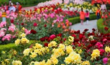 [수원역출발] ITX-새마을 - 곡성 세계장미축제 자유여행 (당일)