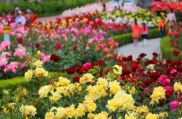 [수원역출발] ITX-새마을 - 곡성 세계장미축제 자유여행 (당일)