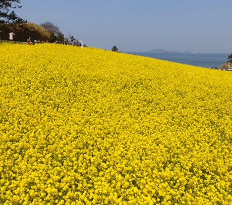 [KTX] 고창 청보리밭 & 부안 수성당 유채꽃ㆍ동백꽃 미식 하루 기차여행 (당일)