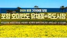[수도권/충청권/경산권출발] 포항 호미반도 유채꽃&죽도시장(당일)