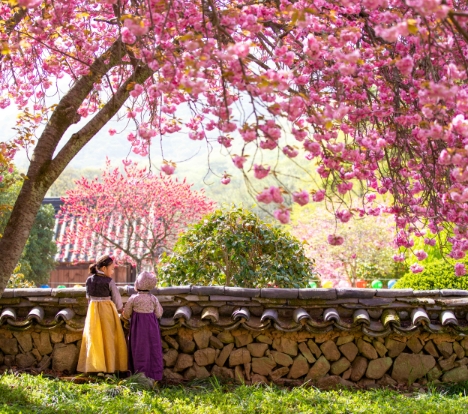 [KTX] 순천 선암사 홍매화ㆍ겹벚꽃 & 순천만국가정원 하루 기차여행 (당일)