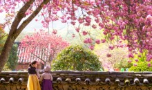 [KTX] 순천 선암사 홍매화ㆍ겹벚꽃 & 순천만국가정원 하루 기차여행 (당일)