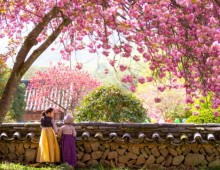 [KTX] 순천 선암사 홍매화ㆍ겹벚꽃 & 순천만국가정원 하루 기차여행 (당일)