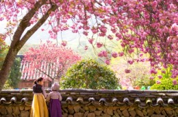 [KTX] 순천 선암사 홍매화ㆍ겹벚꽃 & 순천만국가정원 하루 기차여행 (당일)