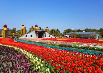 [G-train서해금빛열차] 태안 튤립축제 기차여행(당일)