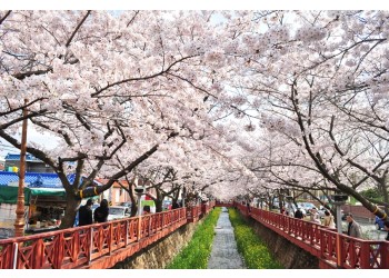 #1 KTX 진해 벚꽃 기차여행(당일) @서울역 08:23 출발(수원/평택/천안 출발 가능)